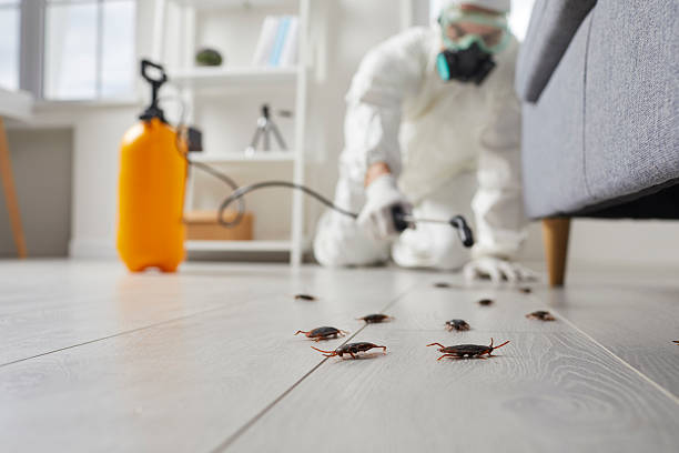 Commercial Kitchen Cockroach Control in Bayshore